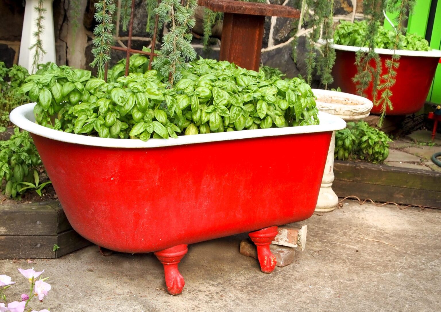 Home Tagawa Gardens Colorado S Garden Center   BASIL IN BATHTUB WS SS Scaled E1684877545979 1536x1087 