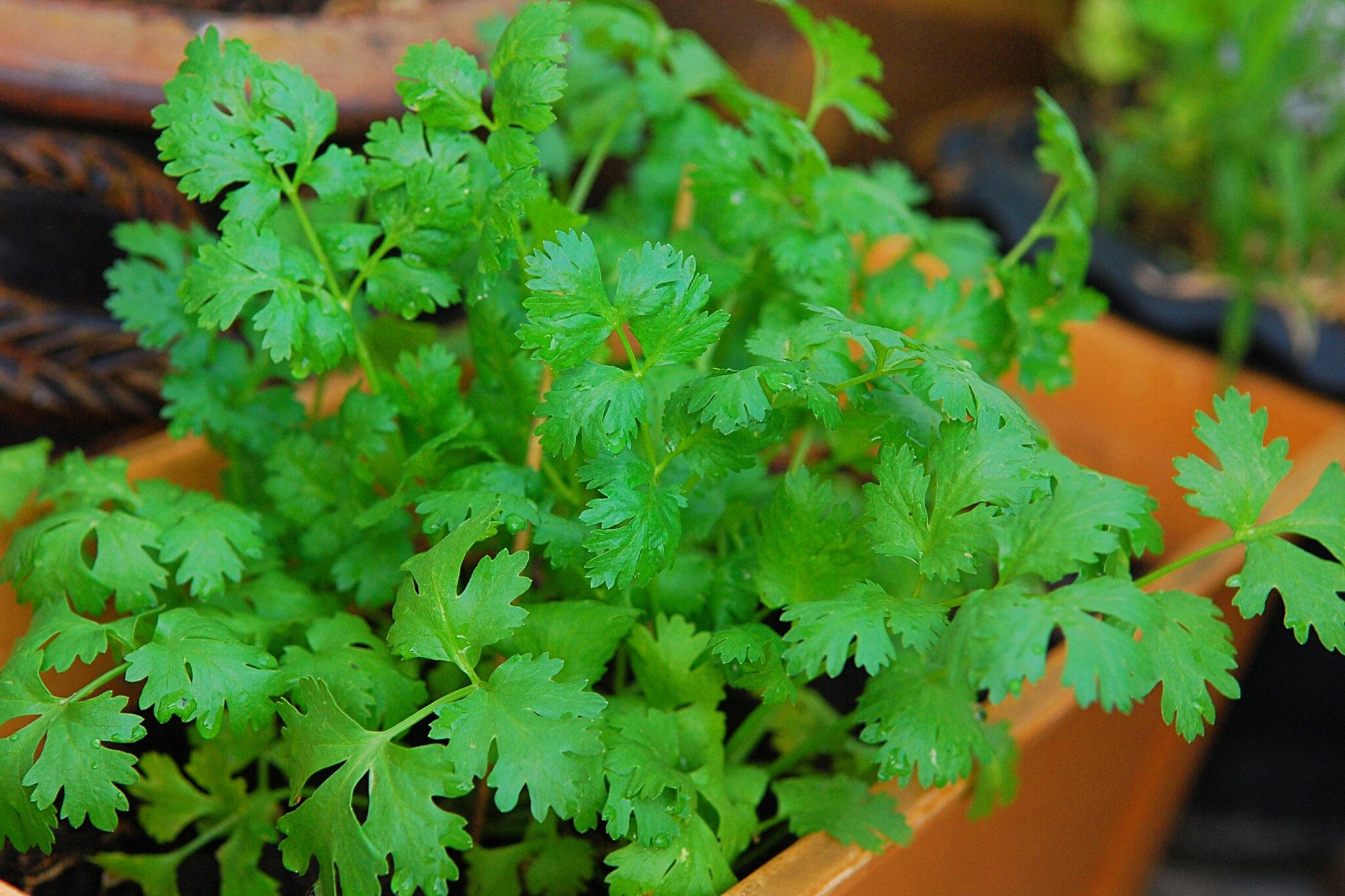 Grow Your Own Herb Garden in Containers - Tagawa Gardens