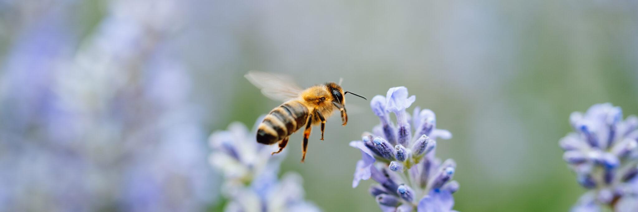 Home Tagawa Gardens Colorado S Garden Center   HONEY BEE ON LAVENDER BLOSSOMS SS 2048x683 