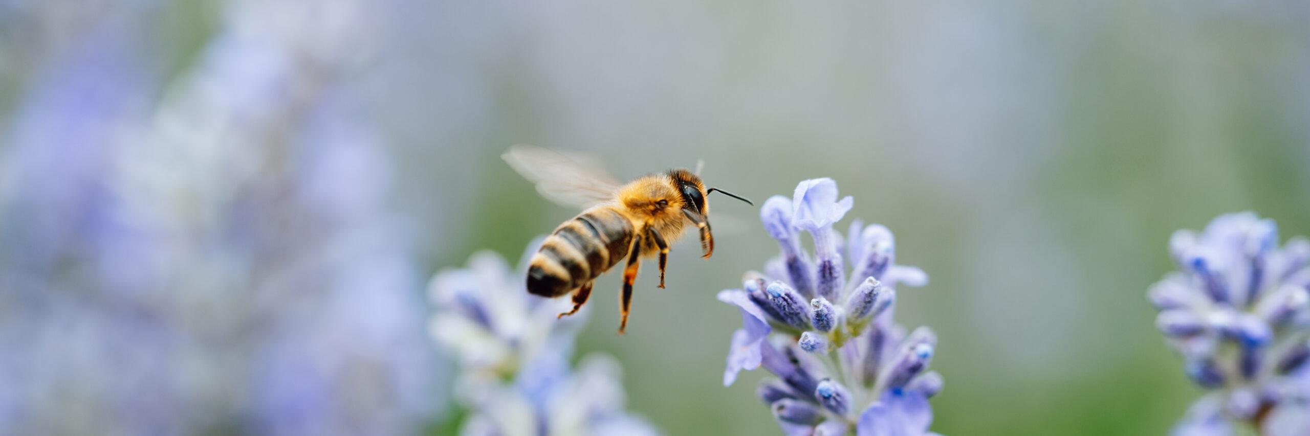 Honey Bee On Lavender Blossoms