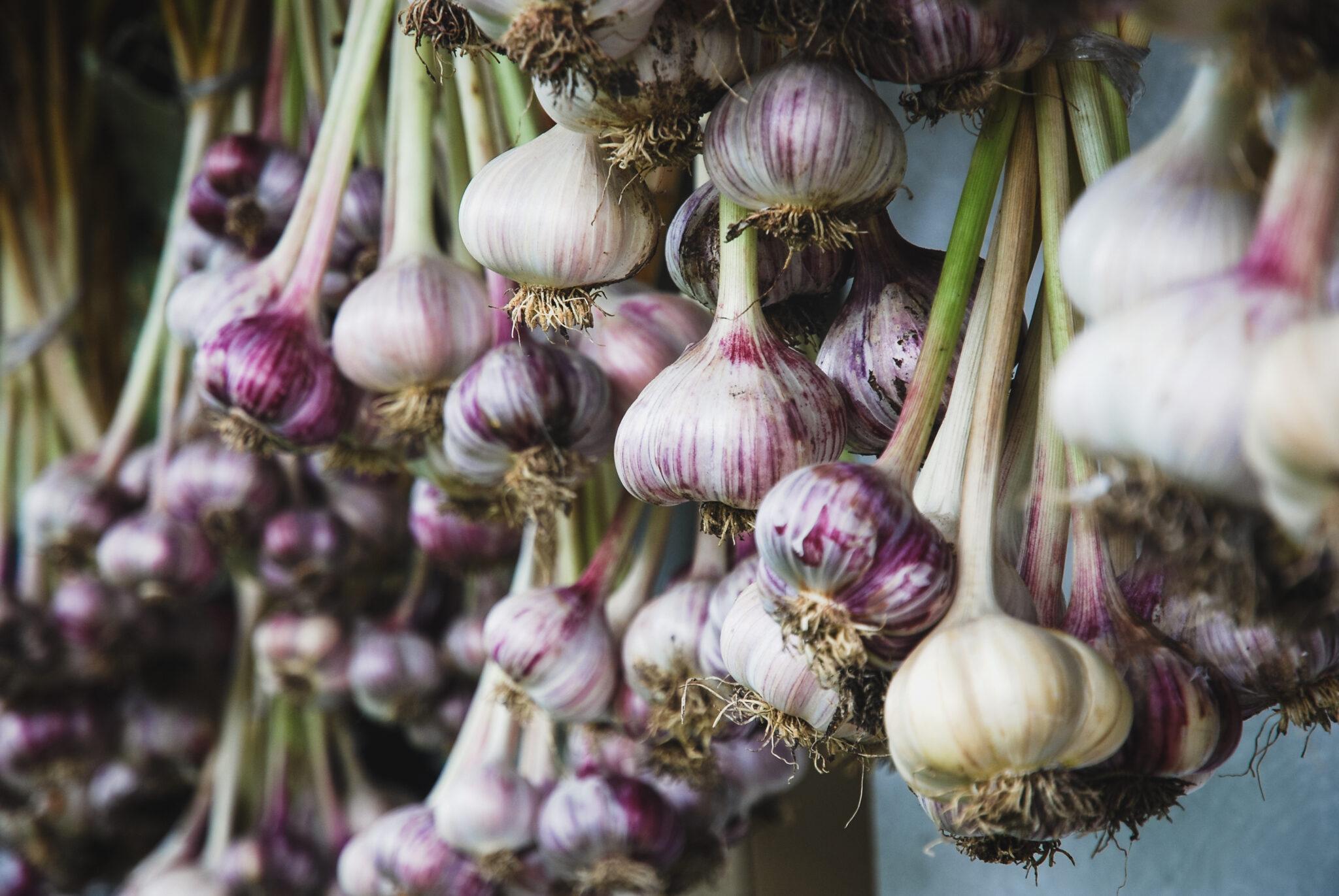 Home Tagawa Gardens Colorado S Garden Center   GARLIC HARVEST SS 2048x1371 