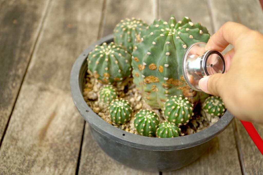 Cactus W Stethoscope