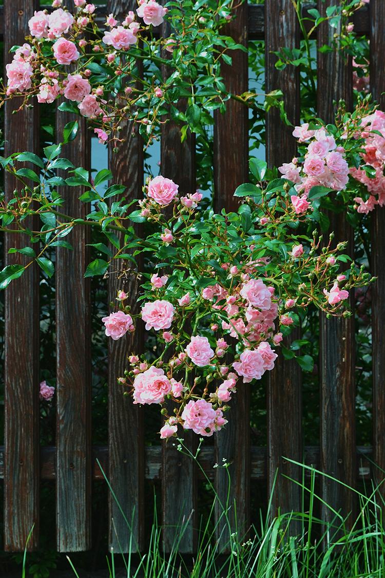 Pink roses growing on a fence