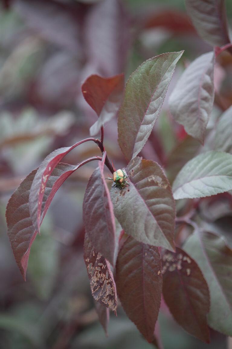 Japanese Beetle Control - with John P - Tagawa Gardens