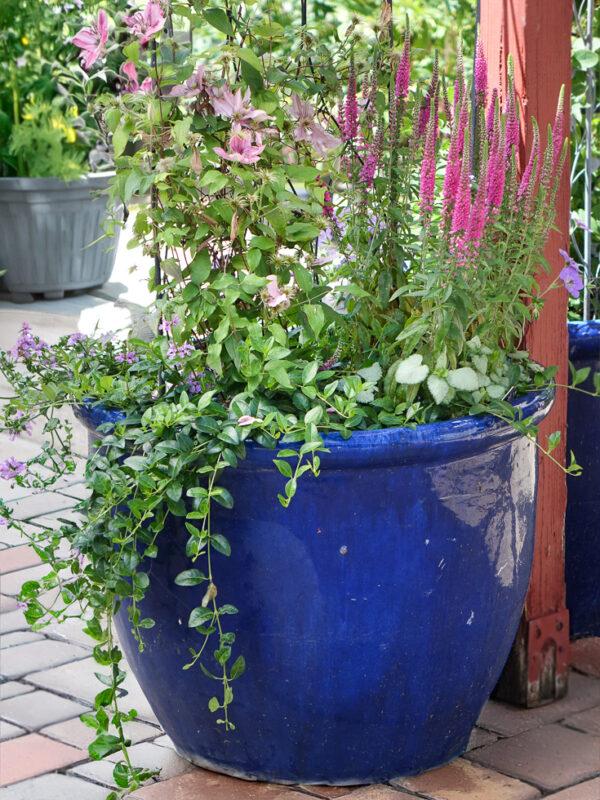 Growing Perennials In Pots With Roxann N Tagawa Gardens 8289