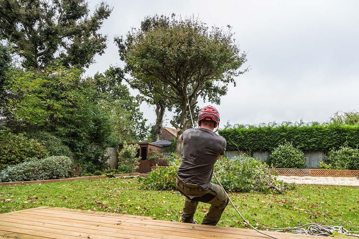 Photo of arborist working on tree