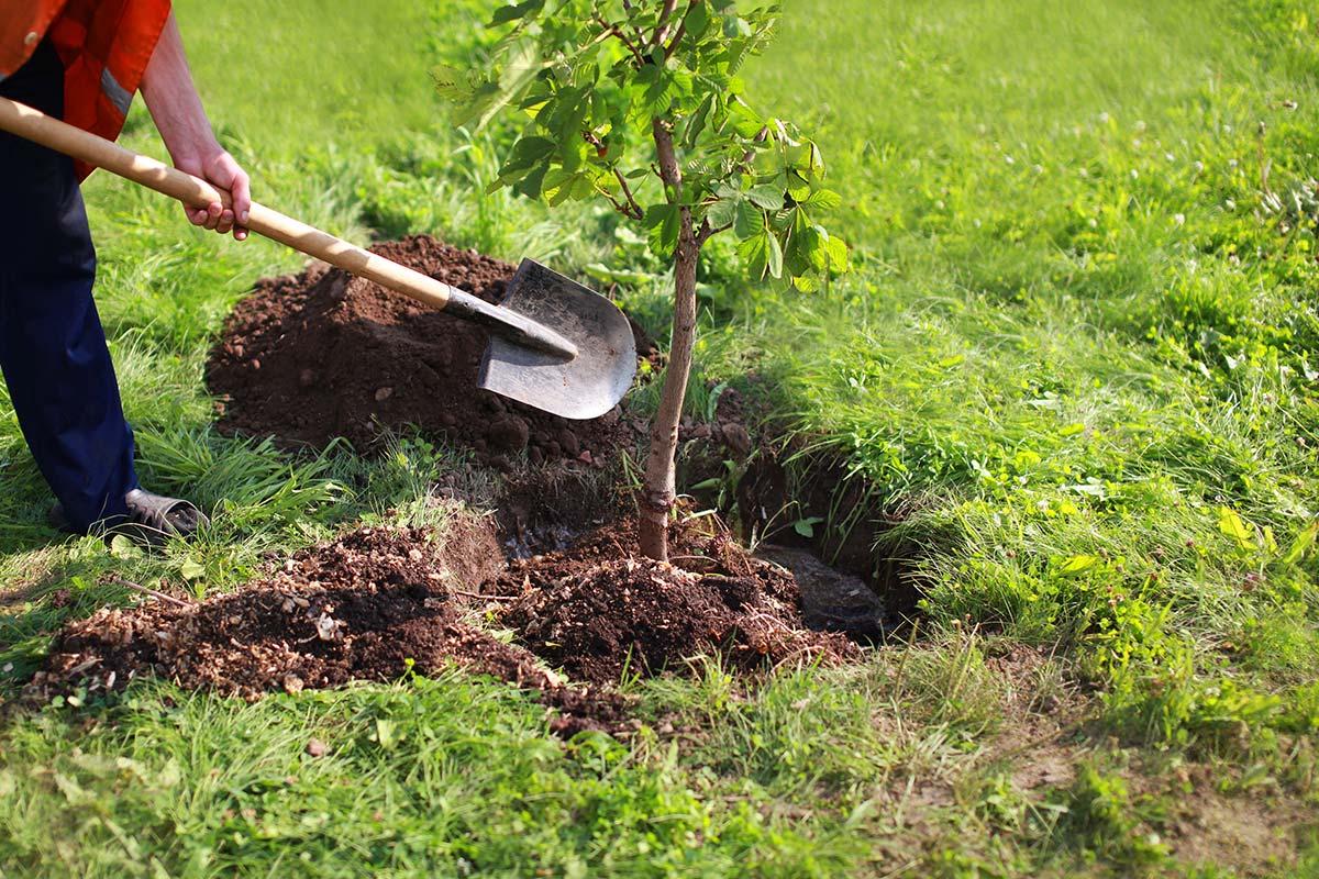 Photo of tree planting