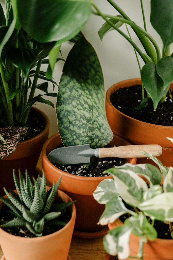 Houseplant Hacks for Busy People - Tagawa Gardens
