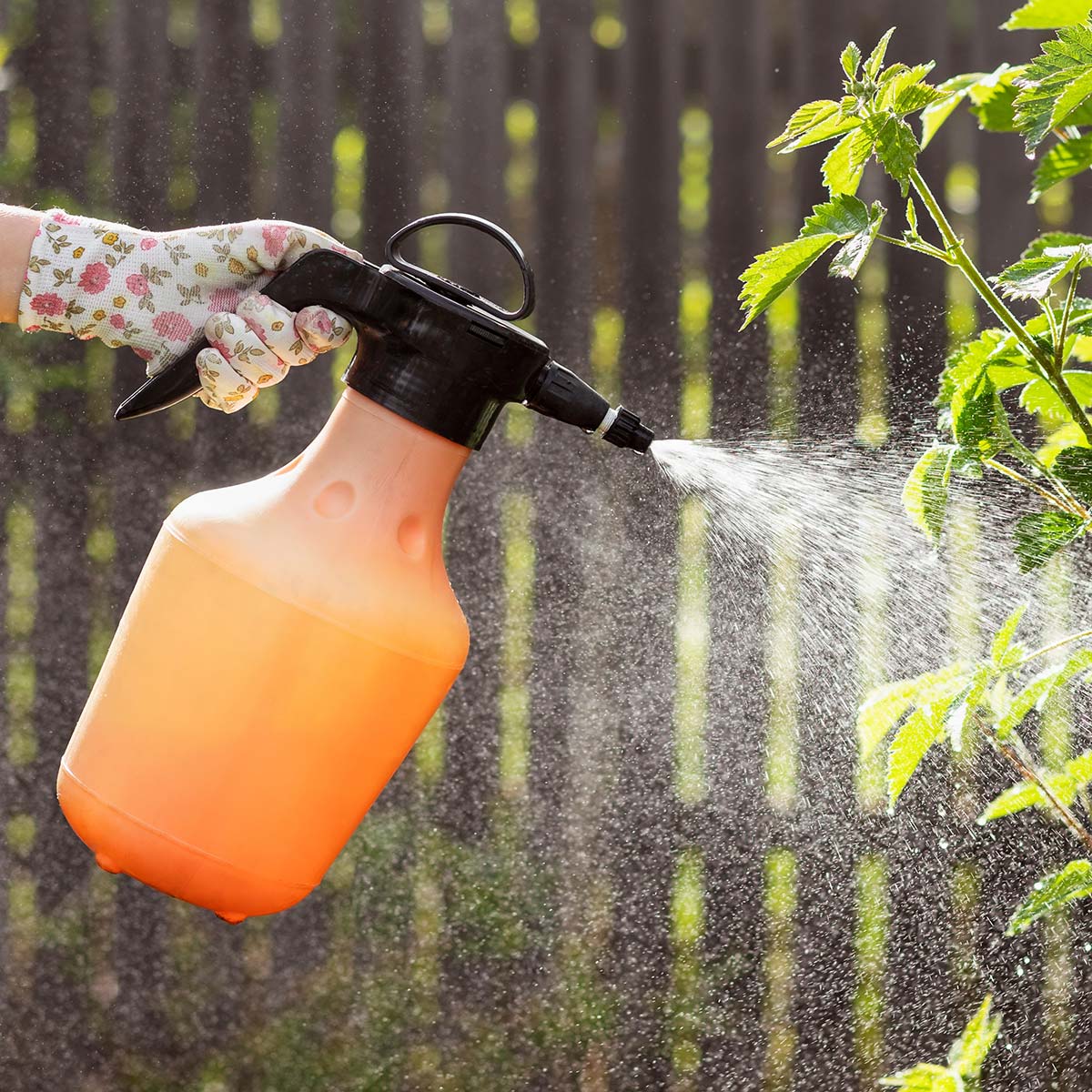 Photo of garden being fertilized