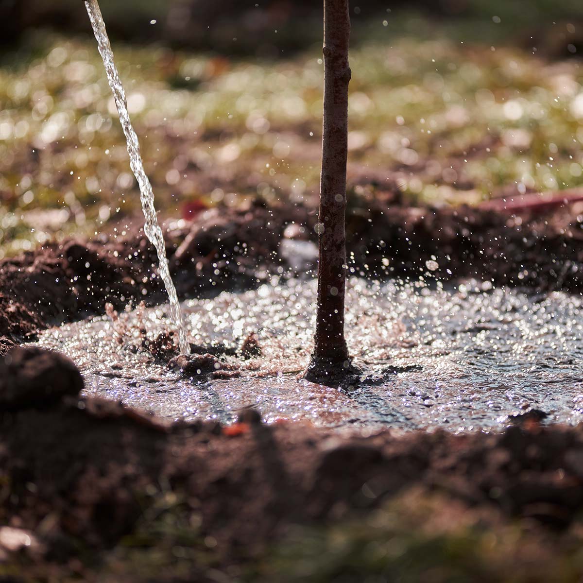 Photo of winter watering