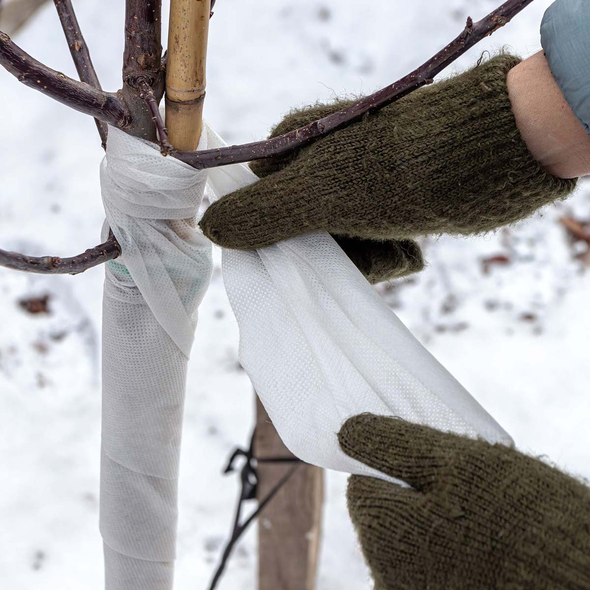 Photo of gardener winterizing tree by wrapping it